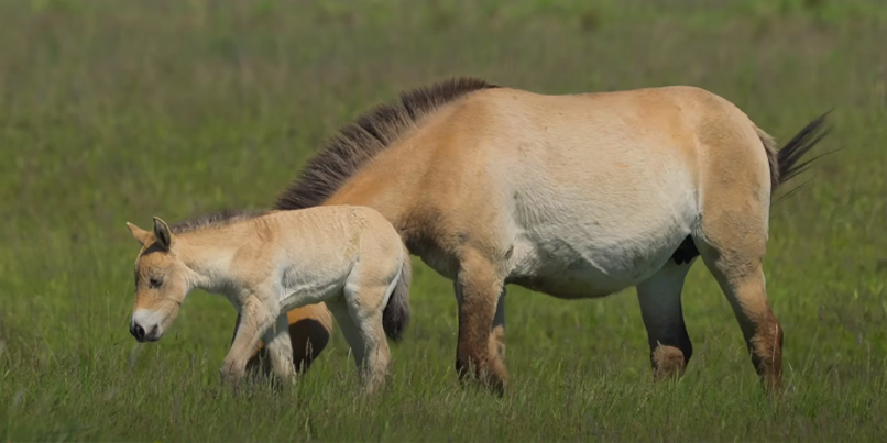 Доисторических лошадей в национальном парке Хортобадь спасает искусственныйинтеллект – Microsoft