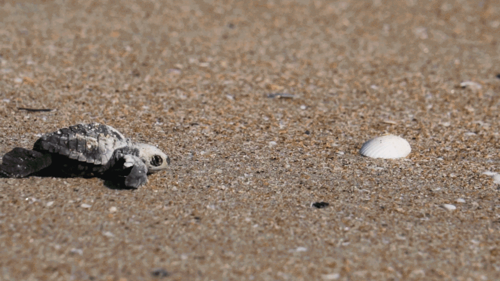 海に向かって、そして明るい未来に向かって進むウミガメの赤ちゃん (写真: APN Cape York のアーカイブより)