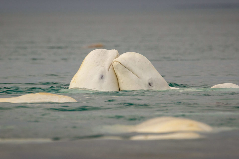 ballenas beluga
