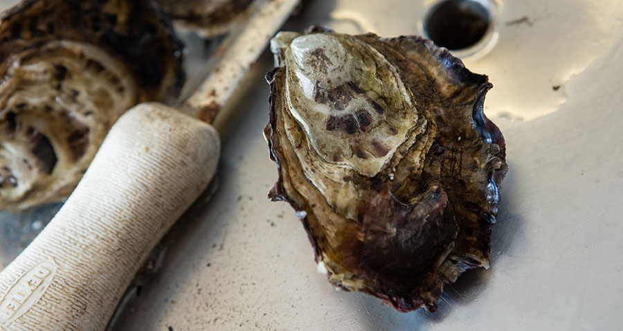 Barilla Bay oyster ready for shucking. 