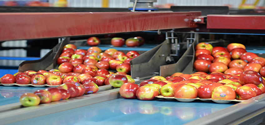 apples in production line