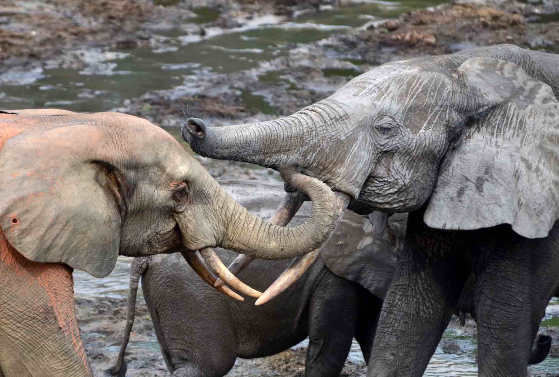 © Andrea Turkalo / Elephant Listening Project; two adult female forest elephants at Dzanga Bai