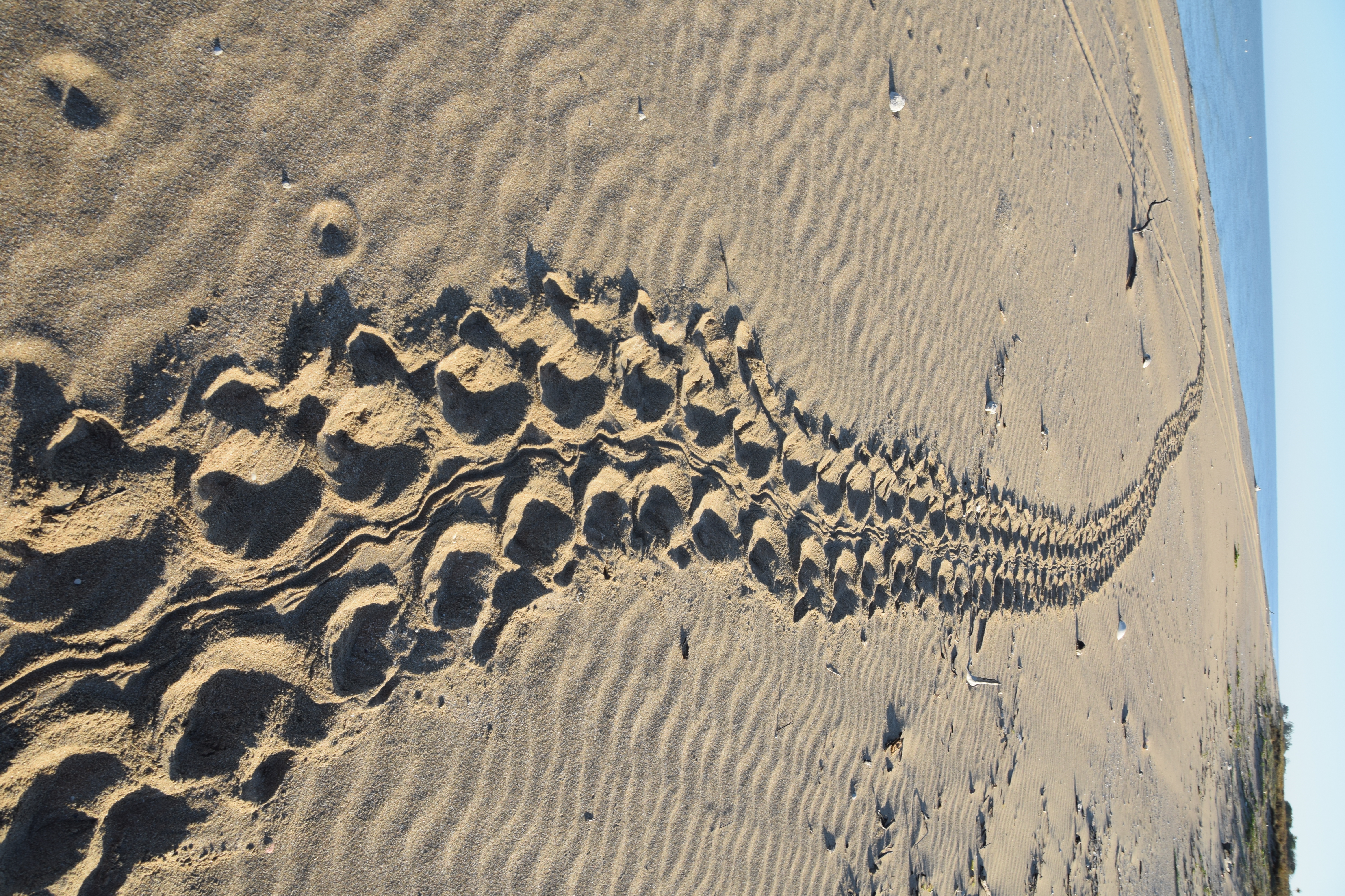 Image of turtle tracks
