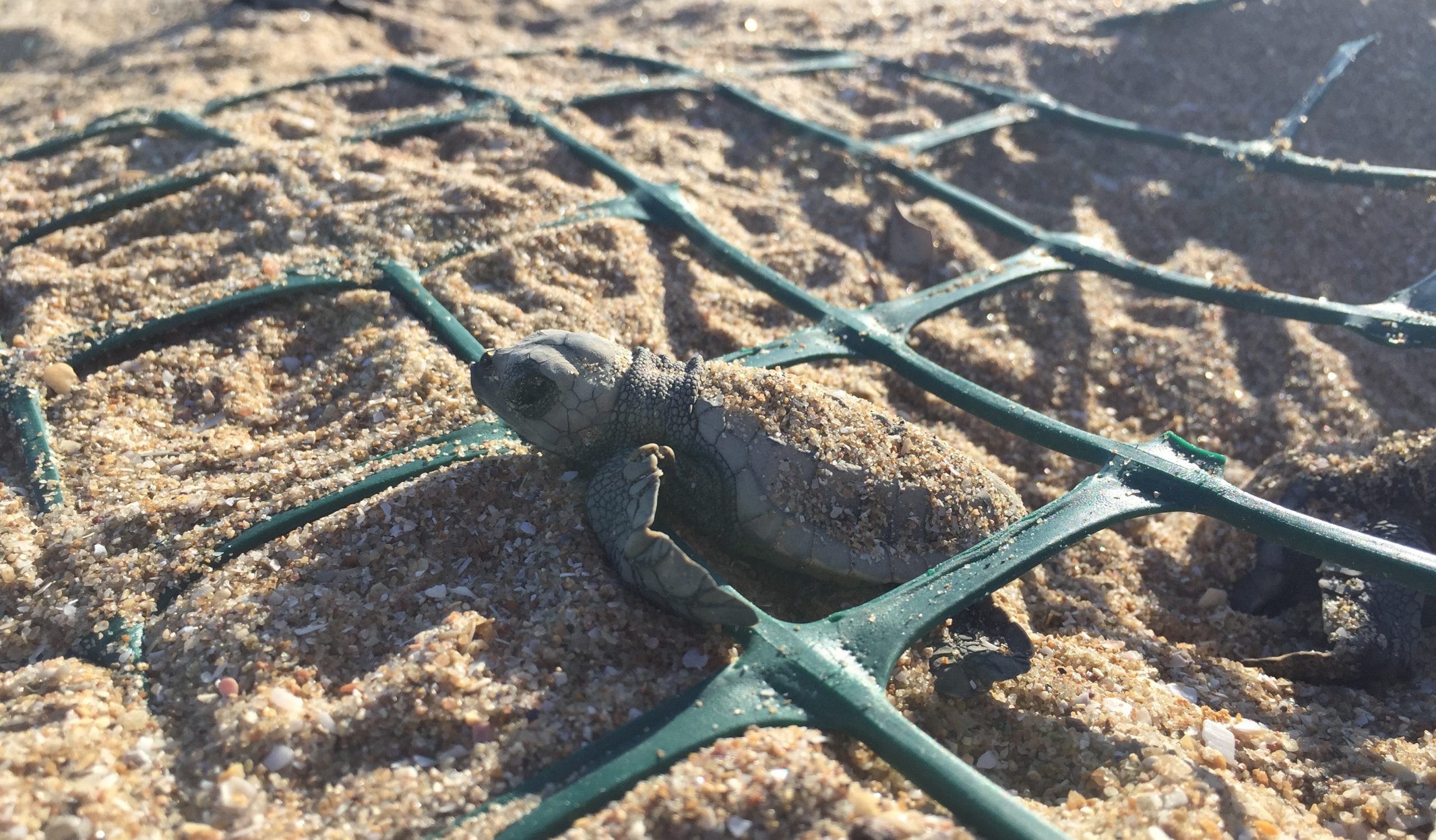 Image of turtle in protective netting