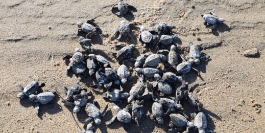 Turtle hatchlings scramble for the sea