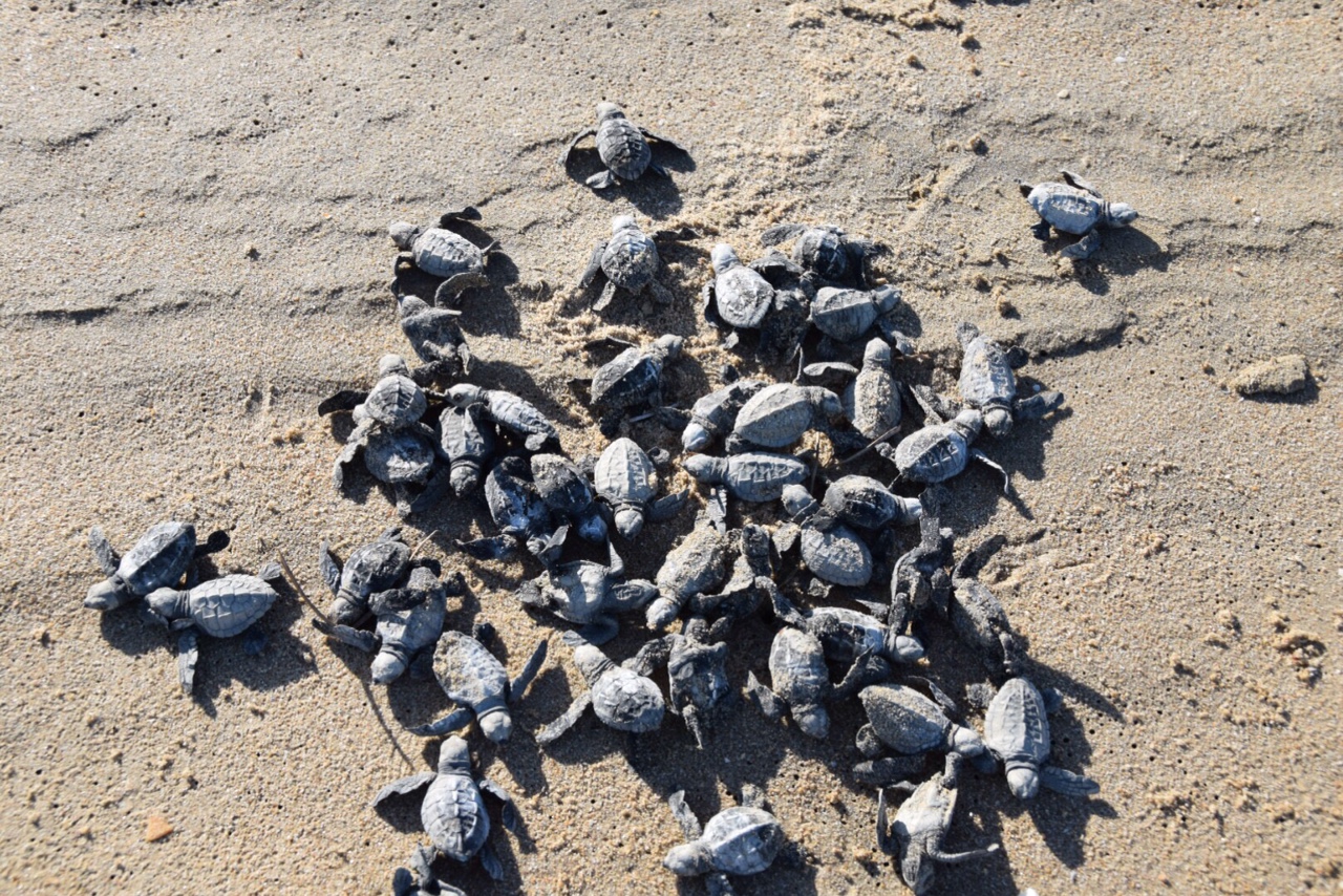 Image of numerous baby turtle hatchlings