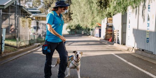 Pet rescue worker walking with a dog