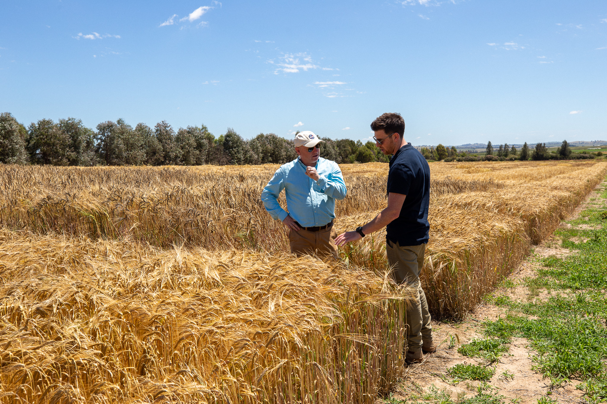 Two male people talking in a wheat field