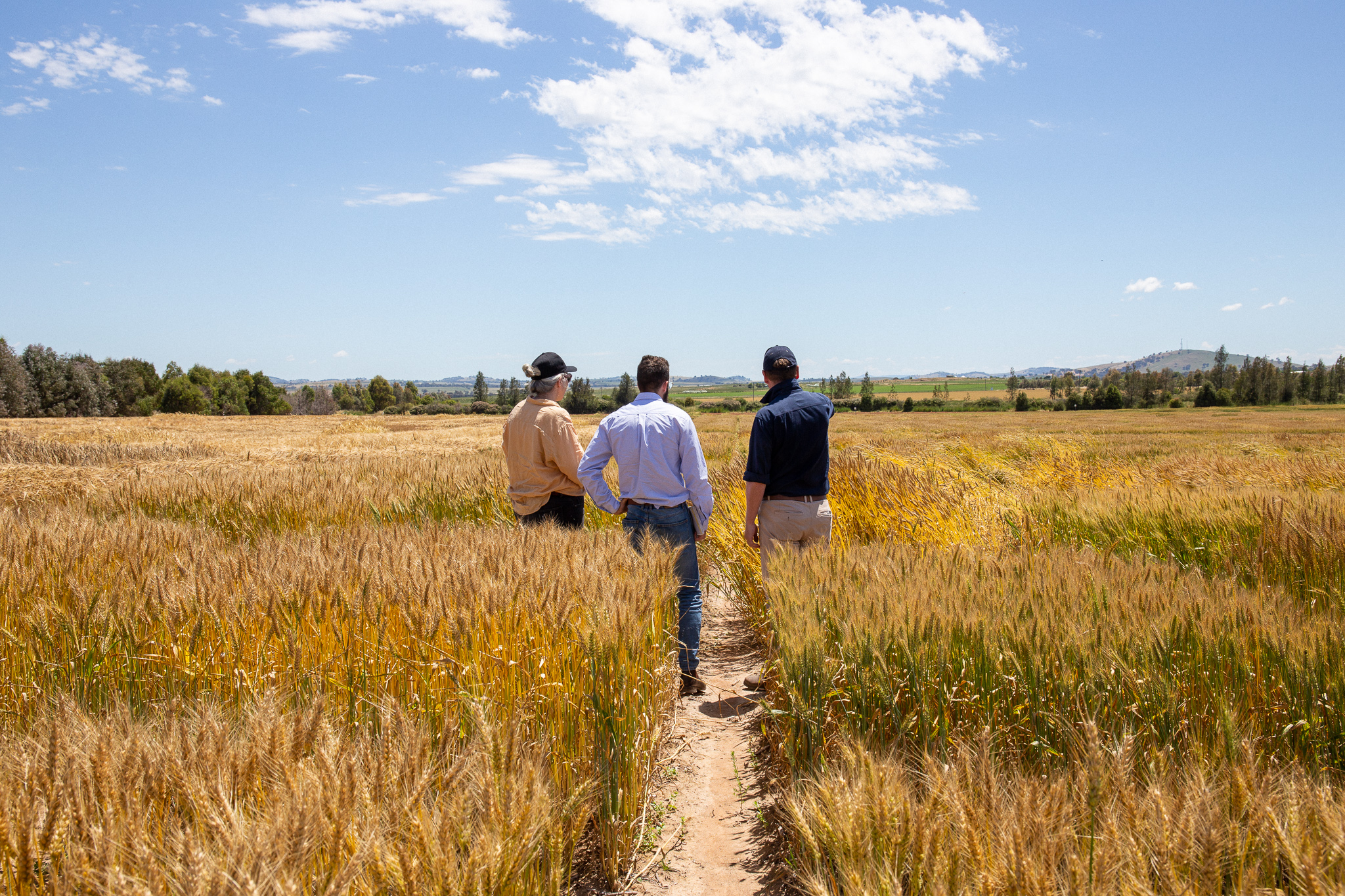 Three adults standing in a wheat farm