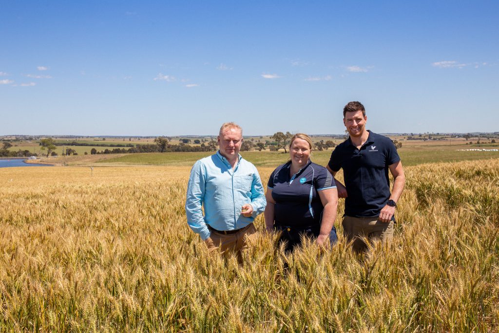Three people standing in a wheat field