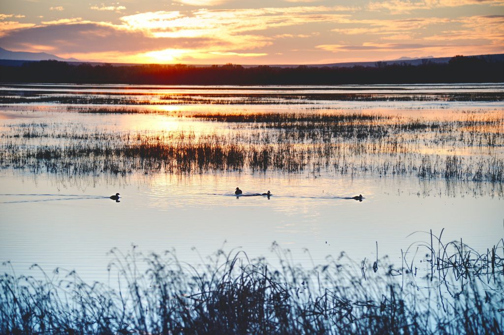 Landscape image of wetland with ducks