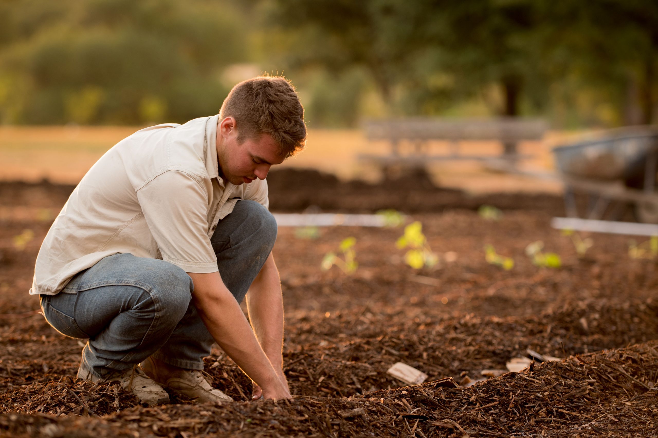 Male farmer planting crop in soil