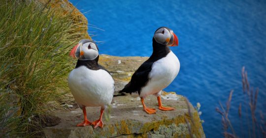 Two puffins on stand on a rock beside the sea.