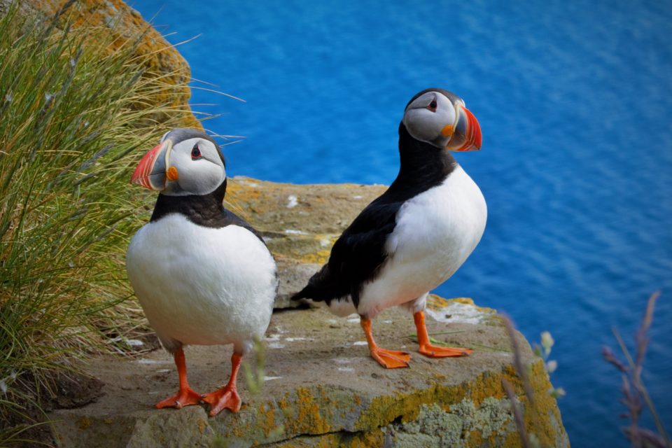 AI is helping when counting puffins is not black and white