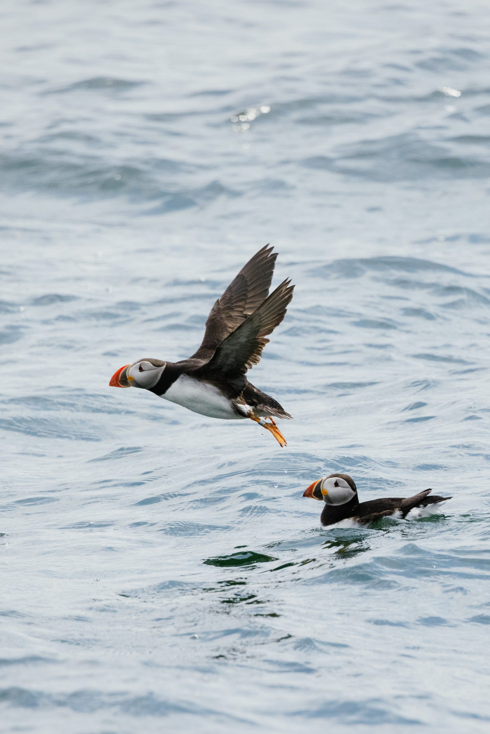 Two puffins in the sea, one flying