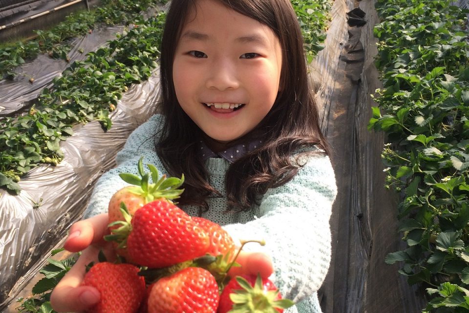 마이크로소프트 애저 기반 IoT 딸기 재배 시스템에서 재배된 딸기를 들고있는 소녀
