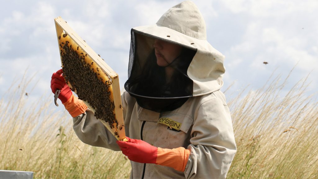 A woman in protective gear examines a frame from a beehive