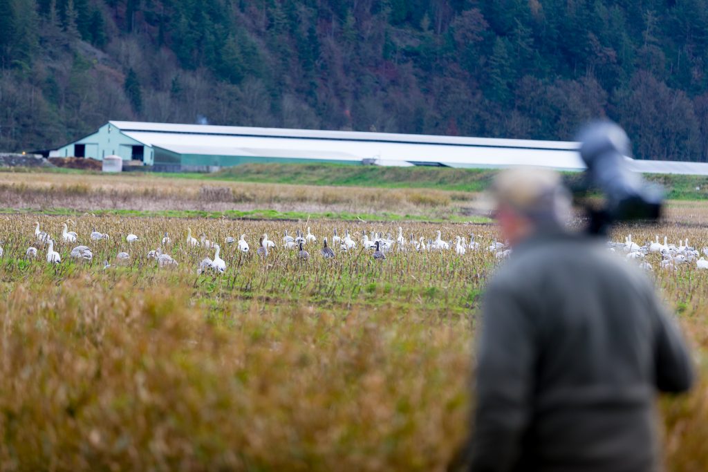 Chuck Mell photographs migratory snow geese and trumpeter swans in the Skagit Valley -- some of which have come from as far away as Russia -- and then uses the uReporter app to submit his pictures to the Skagit Valley Herald. (Photo by Scott Eklund/Red Box Pictures)