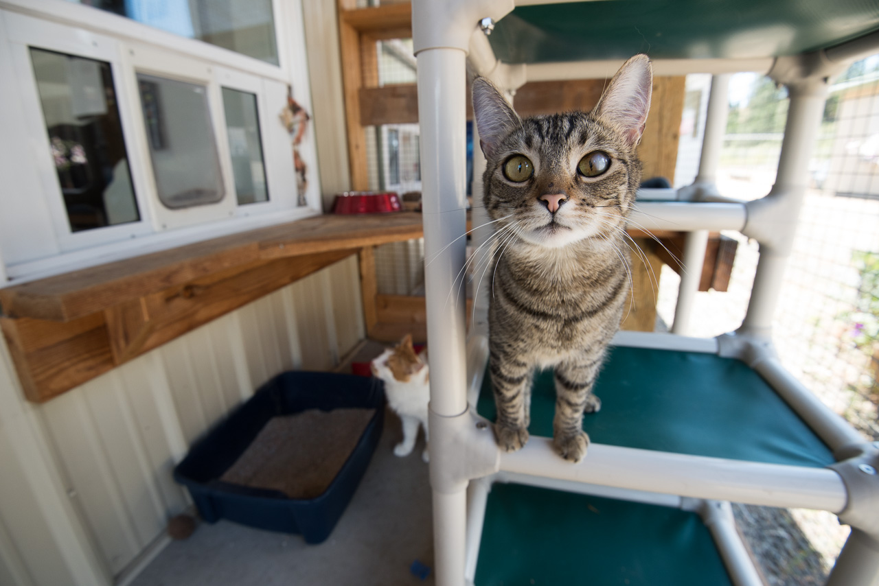 Cat standing on a climbing structure and another cat on the ground in the Forget Me Not Animal Shelter