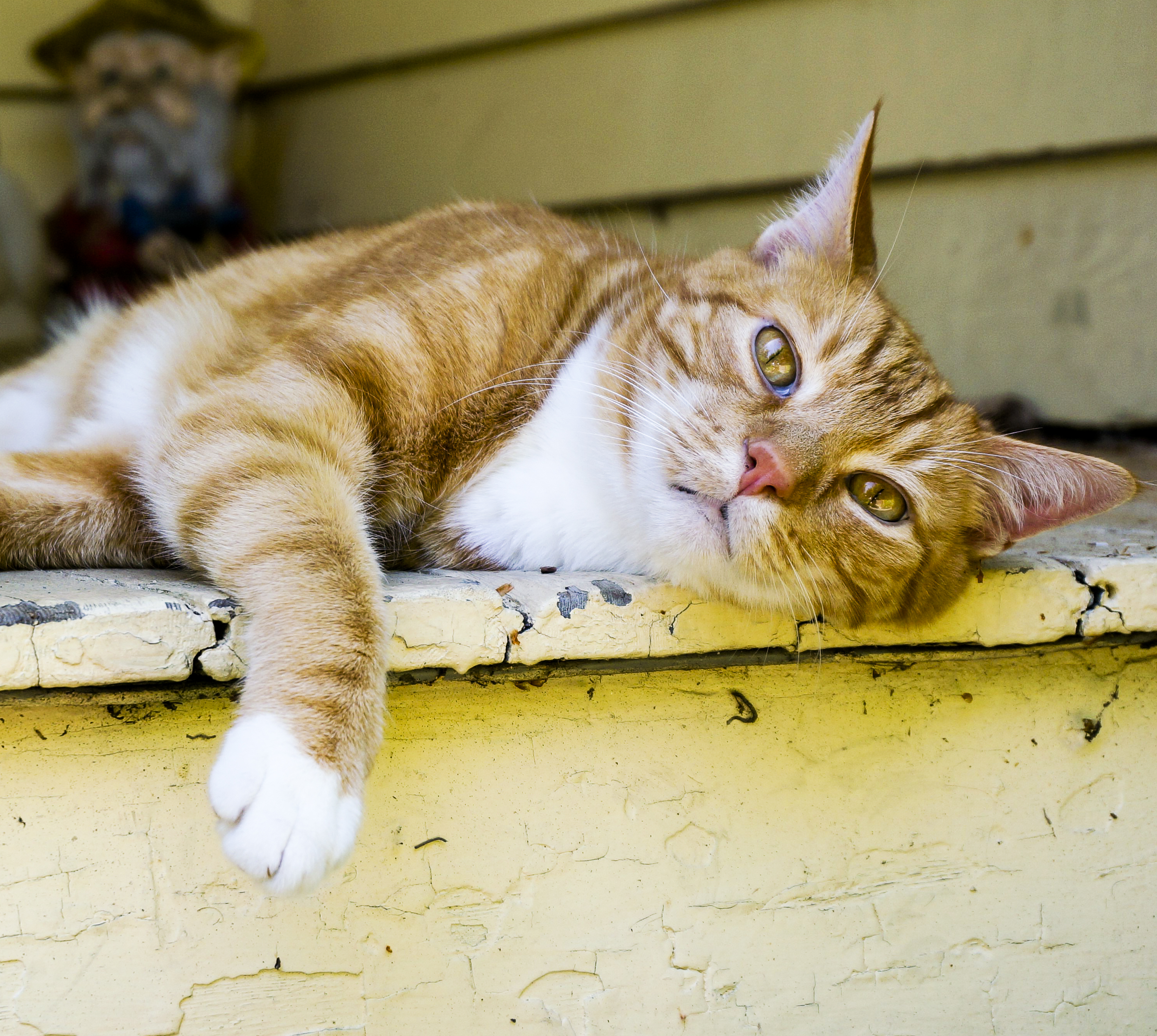 Orange and white cat lying on a yellow porch